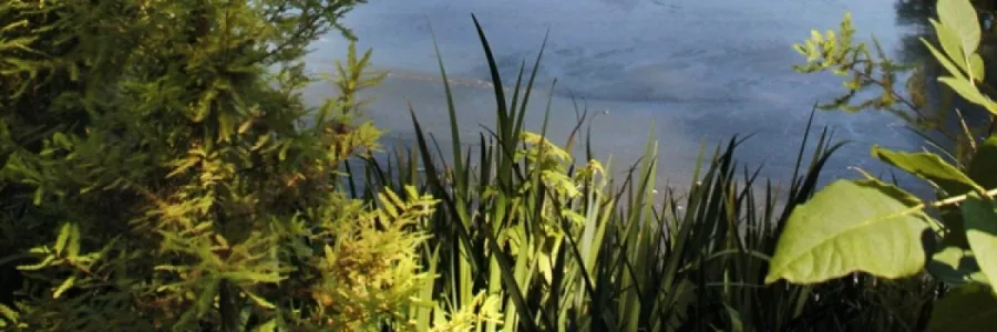 Lake with different plants